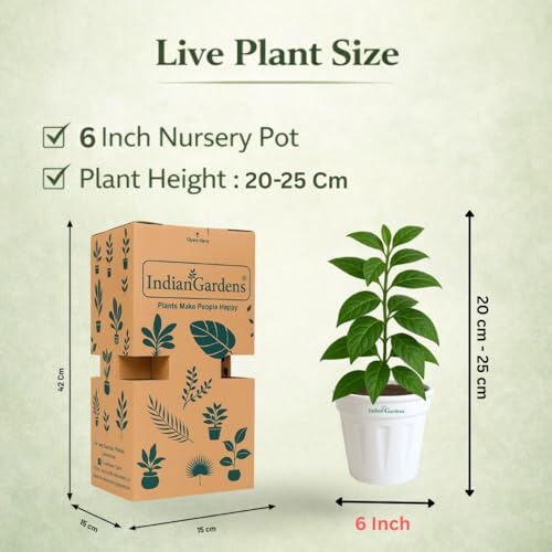 Image of Indian Gardens - Kanakambaram | Aboli | Priyadarsha | Flowering Crossandra | Pagoda Flower | firecracker flower | Live plant with pot (Red, 6 inch White)