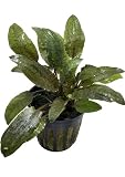 Marcus Fish Tanks - Cryptocoryne Wendtii Bronze Pot Crypt Wendtii Easy Live Aquarium Plants for Aquatic Freshwater Fish Tank Buy 2 GET 1