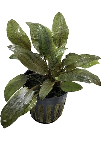 Marcus Fish Tanks - Cryptocoryne Wendtii Bronze Pot Crypt
