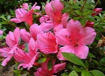 'Chinzan' Azalea (3 Gallon)