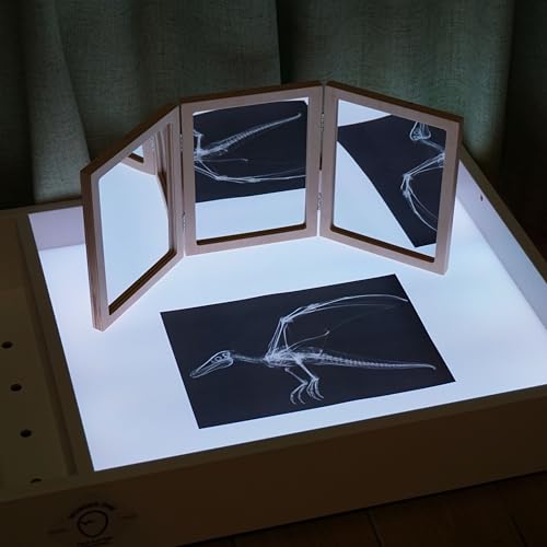 Animal X-Ray Set, Educational Science Kit, Light Table Accessory for Children (Dinosaurs)