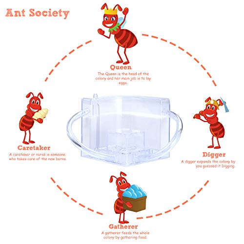 NAVAdeal Sand Ant Farm with Connecting Tubes, Habitat Educational & Learning Science Kit Toy for Kids & Adults - Allows Study of Ecosystem, Behavior of Ants, Explore The World at Home and School - Image 5
