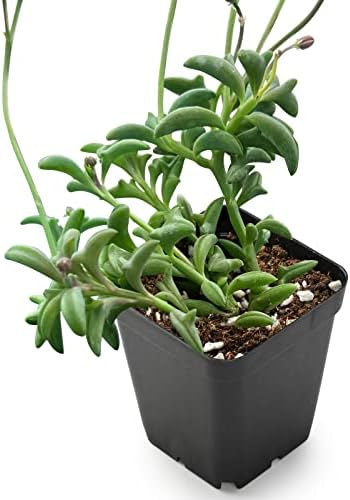 Live Mini Succulent Plant, 2in String of Dolphins, 1 Pack Rare Succulent Fully Rooted in Pots with Soil Mix, Real House Plant for Home Office Wedding Decoration DIY Projects Party Favor Gift