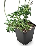 Sprout N Green Live Mini Succulent Plant, 2in String of Dolphins, 1 Pack Rare Succulent Fully Rooted in Pot, Real House Plant for Home Office Wedding Decoration DIY Projects Party Favor