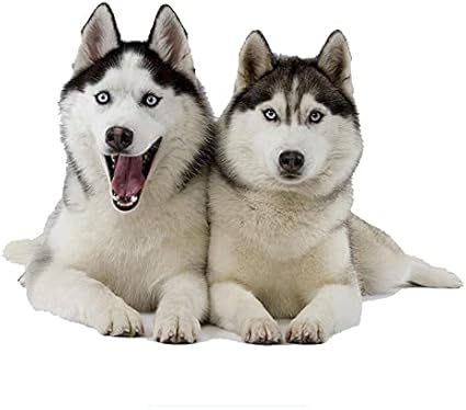 Amazon Co Jp Wyzj ファッションステッカー 2ハスキー犬面白い車のステッカー動物ステッカー犬デカール自動車の装飾ビニール 14cmx10cm Color Name Color ベビー マタニティ