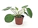 Pilea peperomioides (2" Pot) (Chinese Money Plant/Pancake Plant/UFO Plant)