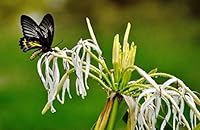 Eternal Reflections 9382061185 Book Cover