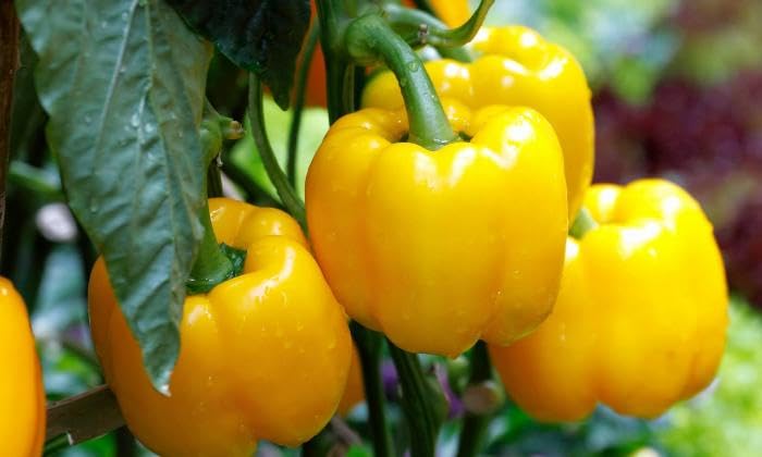 Image of Yellow Bell Pepper Seeds | Yellow Capsicum | Chilli | Mirchi for Home Gardening | Planting (Yellow Bell Pepper)