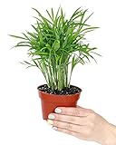 Areca Palm (6" Grower Pot) - Dypsis Lutescens - Air-Purifying Indoor Plant - Live Healthy Houseplant for Home and Office Decor