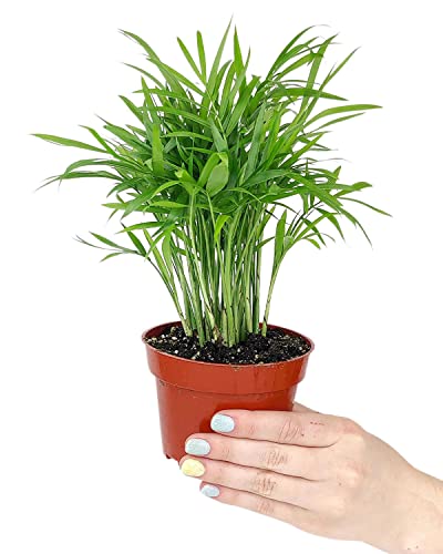 Areca Palm (6" Grower Pot) - Dypsis Lutescens - Air-Purifying Indoor Plant - Live Healthy Houseplant for Home and Office Decor Areca Palm (6" Grower Pot) - Dypsis Lutescens - Air-Purifying Indoor Plant - Live Healthy Houseplant for Home and Office Decor