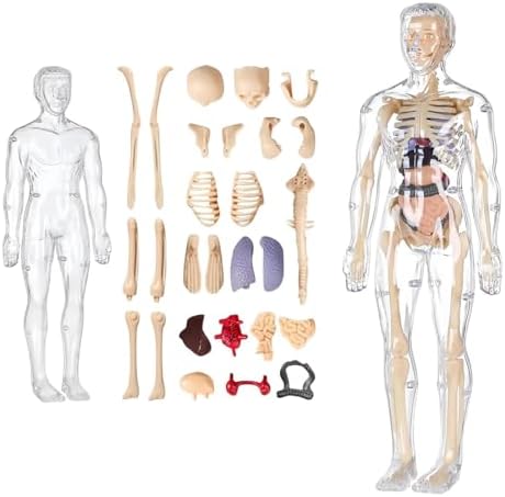 Human Body Structure Model, Human Body Model for Kids for 6+ Year Old, 3D Clear Human Body Structure Model, Educational Science Project Model for Kids 6, 7, 8, 9, 10, 11, 12 Years Old