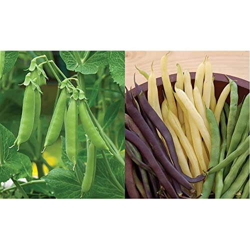 Burpee Sugar Snap Pea Seeds 300 Seeds & Three Color Blend Bush Bean Seeds 2 Ounces Of Seed #TOP22