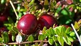 Ben Lear Cranberry Bush - Large/Early Fruiting - 3.25" Pot