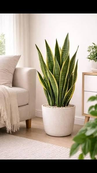 LIVE SNAKE PLANT TWINCE CLOURS-picture-20
