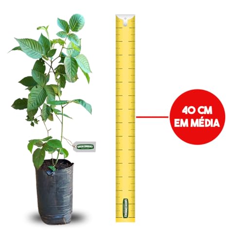 Kit com Mudas de Amora do Ébano e Amora Portuguesa Produtivas