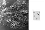History Galore HeLa Cells Gallery Poster