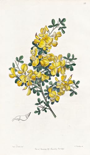 Calycotome spinosa - flowers Blume flower Botanik botany botanical