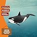 schleich Wild Life - Killer Whale Toy - 8” Realistic Orca Figurine - Ocean Wildlife Animal Figure for Screen-Free Play - Waterproof Durable Educational Toy for Kids - Boys and Girls Ages 3+ | 14807