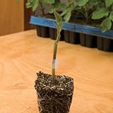 David's Garden Seeds Tomato Rootstock Estamino 9421 (Green) 25 Non-GMO, Hybrid Seeds