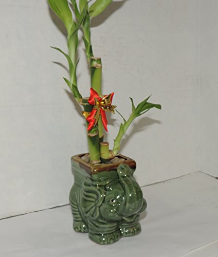 Jmbamboo- Live 3 Style Lucky Bamboo Plant Arrangement With Ceramic Elephant Vase #TOP1