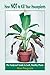 How NOT to Kill Your Houseplants: The Foolproof Guide to Lush, Healthy Plants
