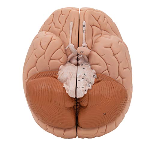 3B Scientific C15 Introductory Brain 2-part - 3B Smart Anatomy by 3B Scientific - Image 9