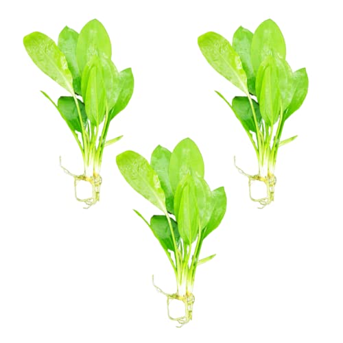 Mainam Amazon Sword Echinodorus Bleheri Tropical Freshwater Live Aquarium Plant Decorations (3 Pack)