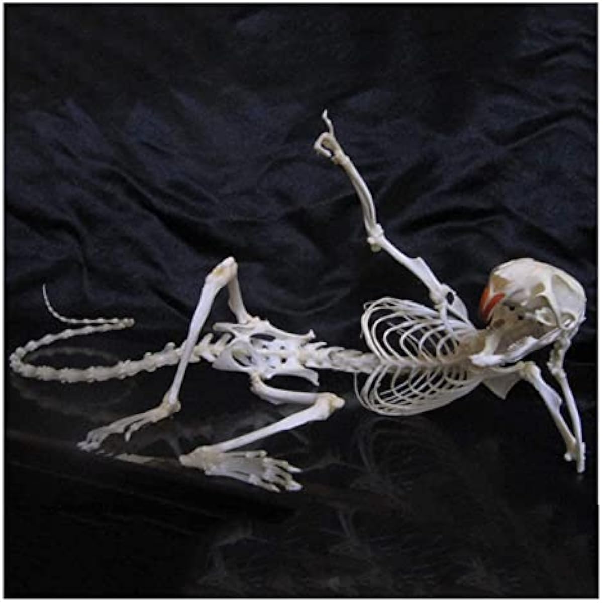 安い 販売オンライン 解剖学モデル ラット骨標本ラットスケルトンモデル齧歯骨解剖学剥製用品風水装飾用アートホーム サイズ x9x9cm 医療デモンストレーション サイズ X 9 X 9cm X 9 免税 通販 Littleshopp Com