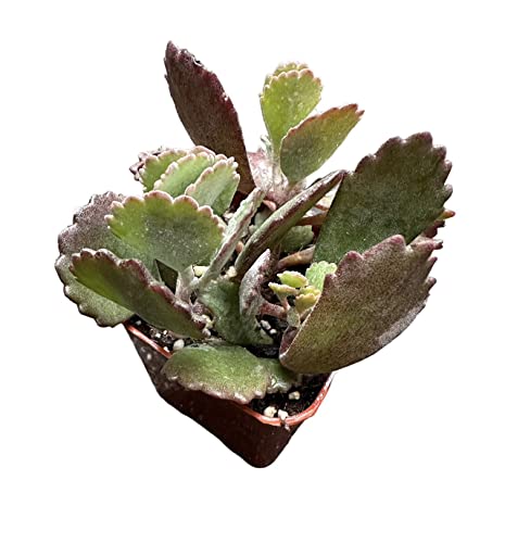 Uskc Live Cactus And Succulent Plants (2"Pot Kalanchoe Pumila) #TOP28