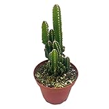 Fairy Castle Cactus, Acanthocereus Tetragonus, Night-Blooming Cereus, Triangle Cactus, 4 inch Pot