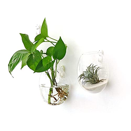 Kingbuy Wall Hanging Glass Planter Flower Vase Plant Propagation Station For Hydroponic Plants Home Office Garden Decor - Egg Shape Plant Terrarium And Square Shape Vase #TOP4