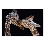 Canvas Prints Wall Art For Home and Office Wall Decoration Giraffe Couple Canvas Artwork Print Paint