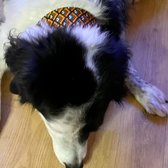 Zugstopp Halsband mit Polsterung, Martingale, gepolstert, 5 cm breit, Trainingshalsband, verstellbar, dog collar (bis 38cm Hals- 44cm Kopfumfang inkl 6cm Zugstopp, Metallteile: Stahl)