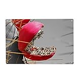 artboxONE Metall-Poster 30x45 cm Natur Rote Kaktusfrucht 