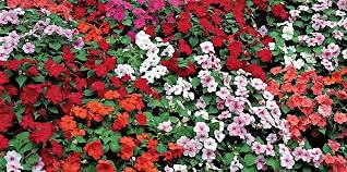 seeds 50pcs Hackberry Tree Seeds