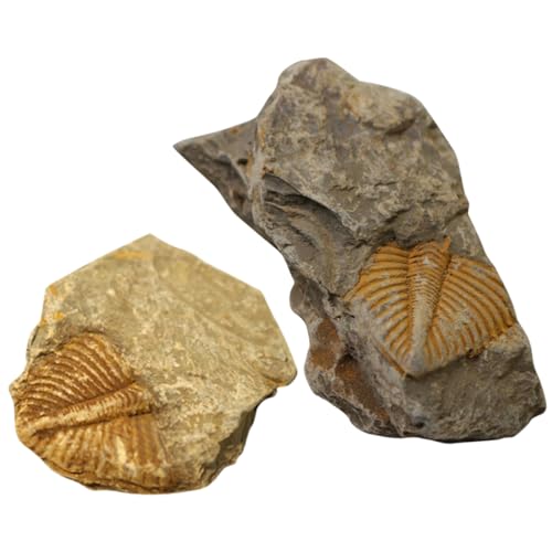 JEWEDECO Boys and Girls's Trilobite Rock Decor 2pcs Educational Specimens Safe Plaything Desktop Ornament Unique for Paleontology Lovers