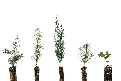 Trees of The Pacific Northwest