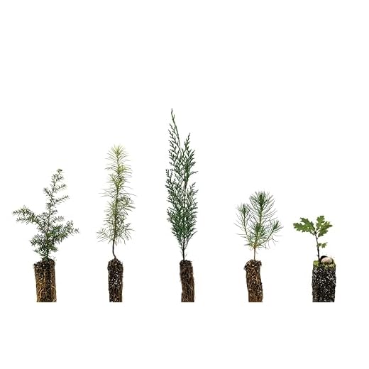 Trees of the Pacific Northwest | Collection of 5 Live Tree Seedlings | The Jonsteen Company