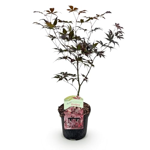 GreenboutiQ - Plante de terrasse - Érable Japonais - Acer palmatum Bloodgood - Rouge- 1 Plante - Caduc - Pot 19cm Hauteur 70cm