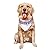I Wear Purple For Pancreatic Cancer Awareness Dog Bandanas Triangle Bibs Pet Scarf For Small Medium Large Dogs And Cat