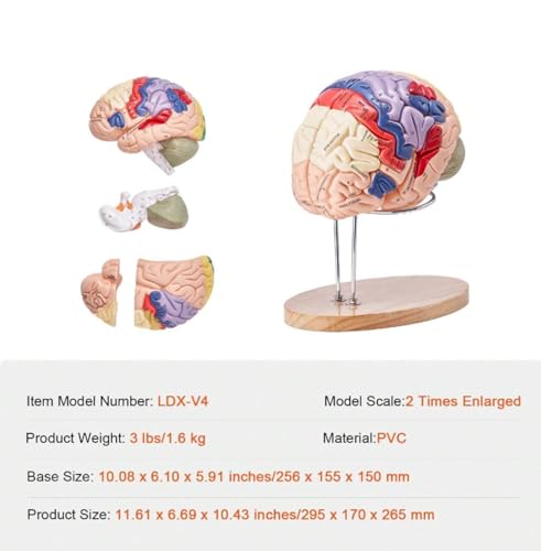 Image of Brain Model Anatomy 2X Life-Size 4-Part Detachable Human Brain Anatomical Model with Labels and Display Base, Color-Coded