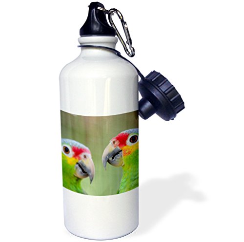 3dRose Lured, Belize City Zoo. Detail of Red-lored parrots. -Sports Water Bottle, 21oz , Multicolored