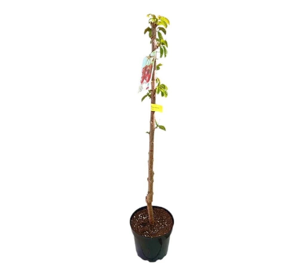 Garden Center shop | Árbol Frutal Cerezo Brook (Prunus avium 'Brook') de 2 Años | Altura 120-140 cm | Cultivado en Maceta| Variedad Productiva y Autofértil | Interior y Exterior | Fruta Dulce y Grande