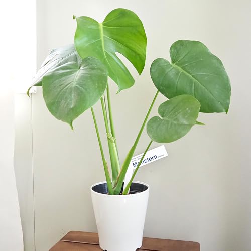 ITANSE モンステラ デリシオーサ 5号 1個売り【品種で選べる観葉植物】学名:Monstera deliciosa/サトイモ科 非耐寒性多年草/別名 ホウライショウ 蓬莱蕉 デリキオサ●成長するにつれて大きくなるハート形の葉と、その葉に入る独特の切れ