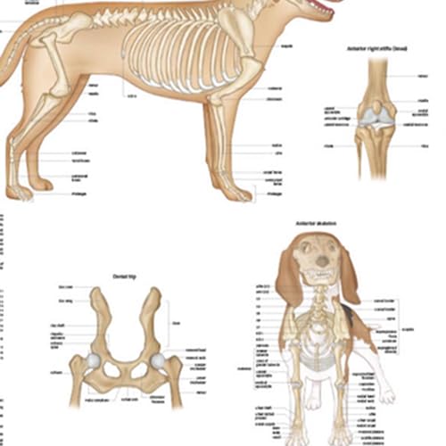 Image of Anatomy Lab Canine Skeletal Anatomy Poster, LAMINATED, Veterinary Anatomy and Physiology, 17.3 x 22.5 Inches, Dog Skeletal System Diagram, Animal Anatomical Chart for Education Learning and Students