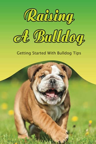 Raising A Bulldog: Getting Started With Bulldog Tips: The Bulldog'S The Maintenance