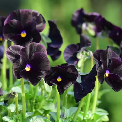 Semi di viola del pensiero resistenti, Viola tricolore, da giardino resistenti perenni semi di tappezzante 400pcs