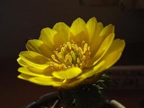 Fukuju Grass 3 Sprouts, New Year's Weed, Fukujusou Grass Blooms Around February