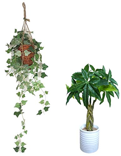 観葉植物 アイビー ハンギングの人気商品 通販 価格比較 価格 Com