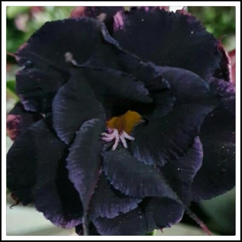 Excelente opción para arreglos de jardín -/Tubérculos de rosa del desierto -/ - - Los colores de los pétalos varían -/ (NVNJHJN).-1 bulbos-E